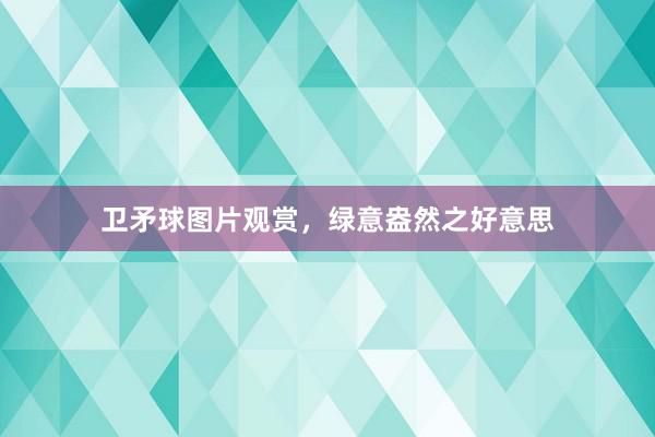 卫矛球图片观赏，绿意盎然之好意思